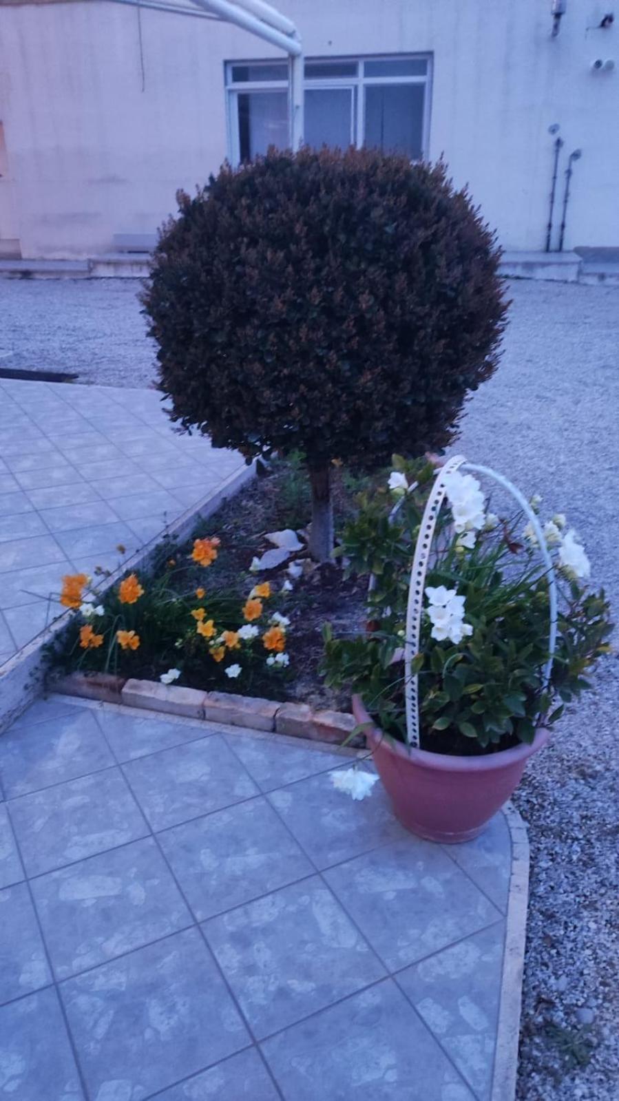 B&B I Tre Ulivi Morro d'Oro Екстер'єр фото